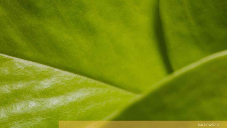 Evergreen content – czyli wiecznie żywy tekst na stronie internetowej